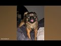 FUNNIEST DOGS of the DECADE! 😮 🤣 Try Not To Laugh