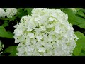 Hydrangeas are in full bloom at Downtown Tokyo and surrounding areas.東京、神奈川で紫陽花が満開