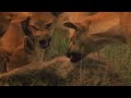 3,7 Million Wild Boars Destroy Crops And How Australian Farmers Deal With Them - Farming Documentary