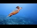 Beautiful Aquarium 4K Ultra HD Video - Experience the Beautiful Underwater World with Relaxing Music