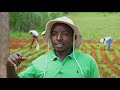 Enhancing the Soybean value chain in Kenya