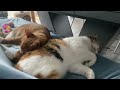 Orangecat Level 9000: Alexy uses Tali as his pillow! #cat #pillow #sleep