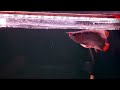 keindahan ikan arwana super red