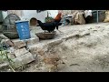 Red Rooster Black Hen vs Francolin Funny