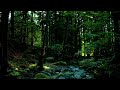 Soothing Forest Symphony - Bird Chirps and Babbling Brooks for Relaxation