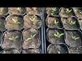 マリーゴールドの発芽したプラグ苗の植え方とその後の管理の仕方