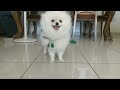 Pomeranian white dog