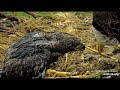 1-MONTH EAGLET SWALLOWS WHOLE FISH