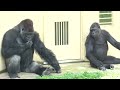 Silverback spending happy time with female gorillas｜Shabani Group