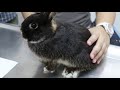 5 Signs Your Rabbit is Dying