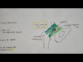 Hip Joint - 1 | Ligaments of Hip Joint