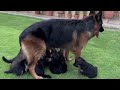 How 21 Days German Shepherd puppies would look like by Size & weight with Simple Mother Feed 😍💕