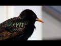 Wildlife Filmmaking - Spring Shorts '22 #1 'The Ruse' featuring the amazing Starling