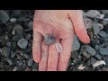 Many Moon Snails [Coastal New England: Sea Glass Hunting & Shelling, Beachcombing Glass & Seashells]
