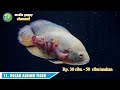 11 TYPES OF OSCAR FISH AND THEIR PRICES PER 2023 | HABITAT | EDUCATION | CHARACTER #fish #ikanhia