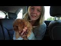 Getting a Cavoodle Puppy! | Meet Isla the Toy Cavoodle