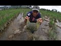 One Day Going To The Fields Catching Snails | natural state tv