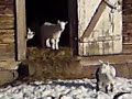 Goats in winter