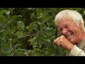 The IMPORTANCE of Summer Pruning an Apple Tree -  Part 1 of 2