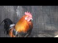 Kong's Hybridized Laos/Indian Red Junglefowl Stag