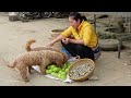 Harvesting Chayote Fruits & Quail Eggs Go to market sell - Daily life | Lý Tiểu Anh