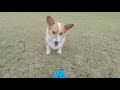 土盛海岸 レスト＆ロッジ翔 犬連れ旅in奄美大島⑨ Trip to AMAMI-Island, Kagoshima with corgi【コーギー犬モナ091】