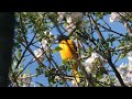 Baltimore Oriole (Northern Oriole) Perched in Tree Video