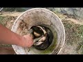 Kích Cá Bắt Cá Lóc, Rô Đồng Khủng Đã Tay Trong Cái Rạch Nước Cạn Sau Mưa Lũ || Catch Fish