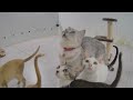 😍 Best Cats Videos 😆 Funny And Cute Animal Videos 2024 🐈