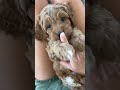 Golden Valley Cavapoo Puppies at 6 Weeks