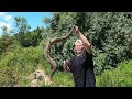 Finding and catching a large Timber Rattlesnake in southeast Kentucky