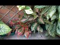 #Tour por mi jardín parte 1 #plantas colgantes #plantas tropicales #mipequeñoparaisocolombia