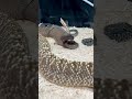 AMAZING Snake Giving Live Birth! 🤩🐍