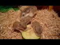 Baby Roborovski Hamsters