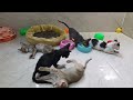 CLASSIC Dog and Cat Videos😛1 HOURS of FUNNY Clips🐶