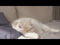 (Cat Cam) Relax with me - Sleeping Cat | 2 Hour Chill Music Video / Sleepy Cat Music