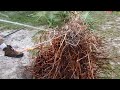 How to Dig a  Palm Tree Out / Dig out, Relocate and Replant a palm tree