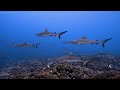 3 HOURS of 4K Underwater Wonders + Relaxing Music - Coral Reefs & Colorful Sea Life in UHD