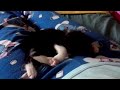 Voulis pixie's kitten sleeping in my lap cuteeeeeeeeeee!