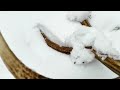 Zrzuty jelenia, ladna para w sniegu / Nice pair of red stag antlers in the snow