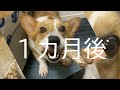 鹿の角はどうなの？【コーギー犬モナ095】