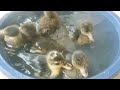 Garmi ! Aj Ducklings Ko Pool Me Nehlaia #chicks #chozay #ducklings #duck #petsvlog #minizoo #petvlog