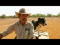 The disappearance of Larrimah man Paddy Moriarty (full documentary) A Dog Act | ABC News