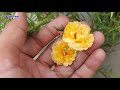 My 6 Smart ideas to grow portulaca | Moss rose plant hacks DIY