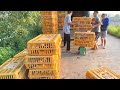 How To Raise Thousands Of Ducks For Meat -  Raising Ducks From Small To Large With High Efficiency