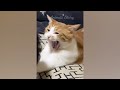 New Funny Animals 😂 Funniest Cats and Dogs Videos 😺🐶 Part 11