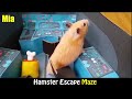 Funny Hamster | Hamster Escape Maze |