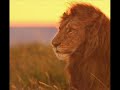 Panthera's Save Lions The Mission