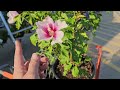 July 2024 Home Depot Garden Center Plants Perennials & Shrubs NEW ARRIVALS!