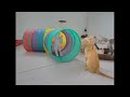 Funny actions of cats 🤣😂 Funny Videos Compilation 🤣